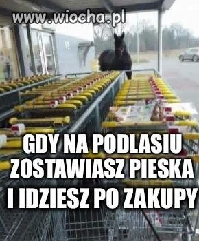 Piesek