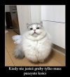 Puszyste kości