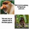 Bigos prima sort