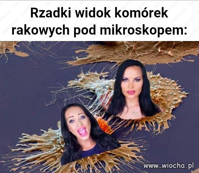 Podobno to są"celebrytki"