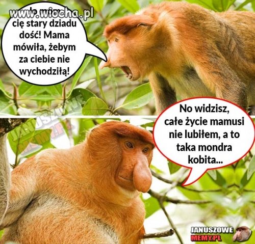 Teściowa , skarb ? 