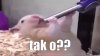 Patrz tak 