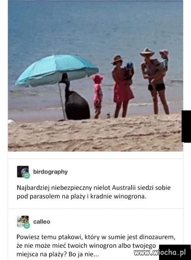 Zwierzęta 