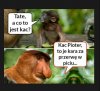 Co to jest kac? 