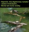 Chciałabym być tak zaj*bista, jak te żółwie