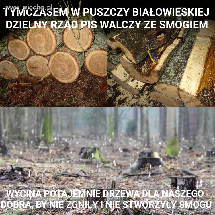 PIS z z ekologicznym zapałem z siekierą i...