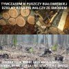 PIS z z ekologicznym zapałem z siekierą i...