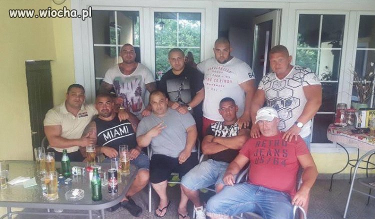 Gang dzikich wieprzy