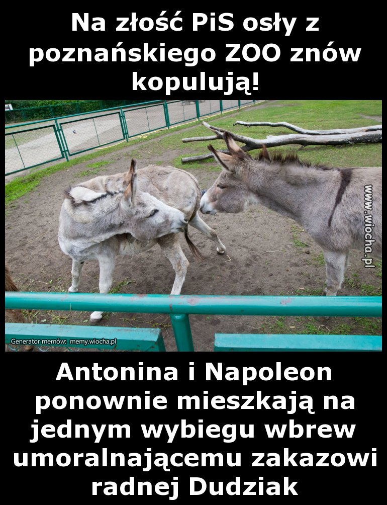 Na złość PiS osły z poznańskiego ZOO znów