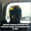 Śmieszna czapa