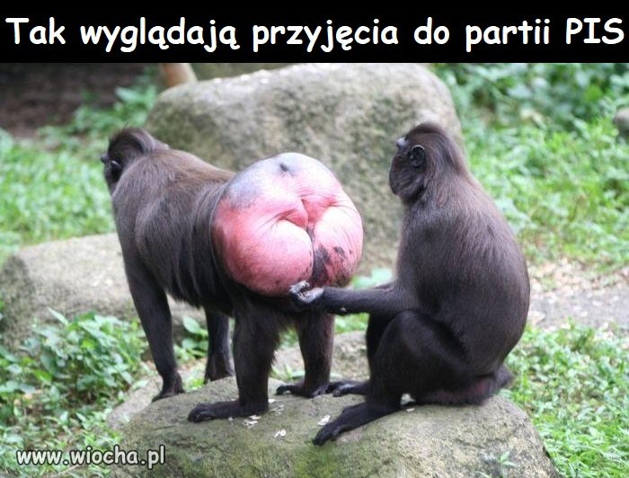 Przyjęcie do partii
