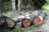 Znów pisowskie odpady tną puszczę białowieską