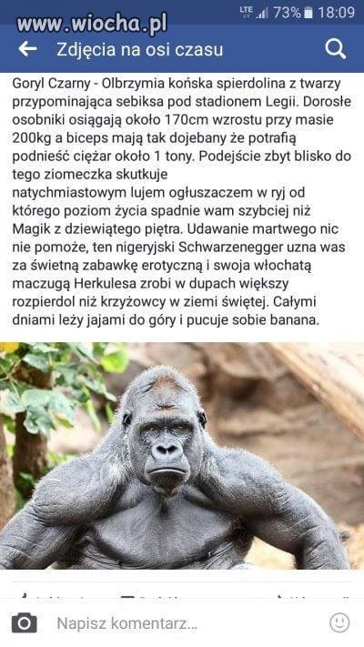 Goryl