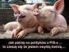 Czyżby polityk był gorszy o niej ???
