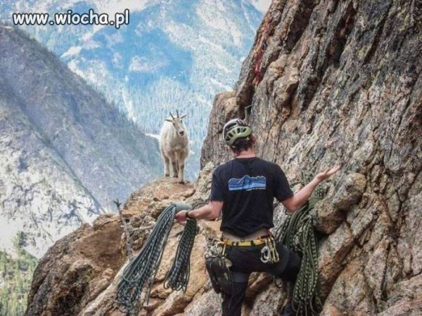 Alpine ma konkurencję ...