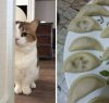 Kochane Kitku