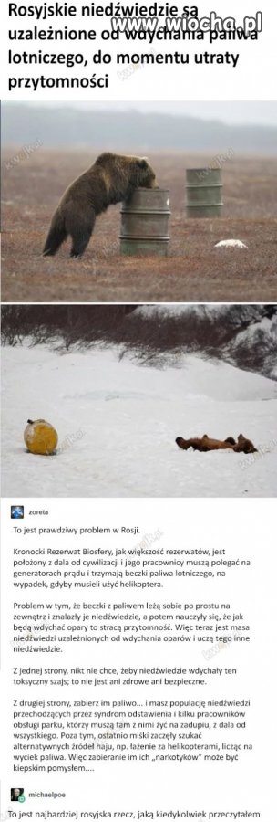 Rosyjskie problemy z niedźwiadkami