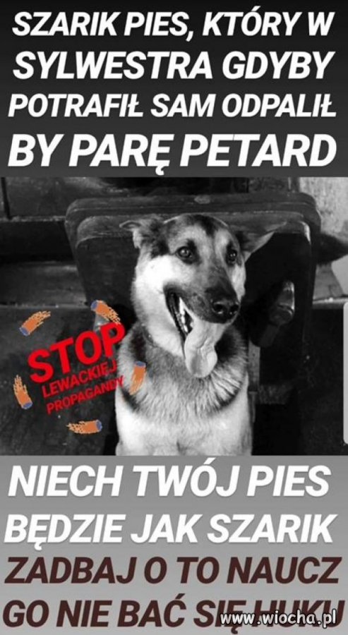 Pies z jajami