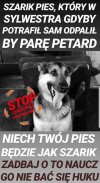Pies z jajami