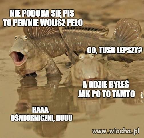 Gotowiec dla prawaków