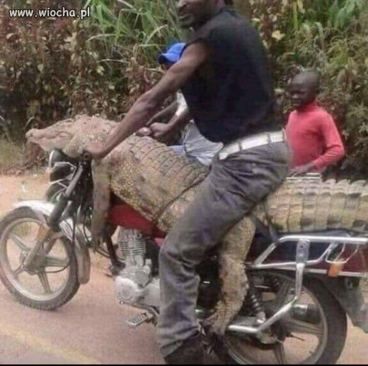 Motur Lacoste