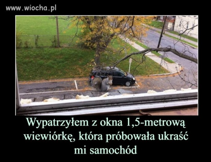 Gryzoń