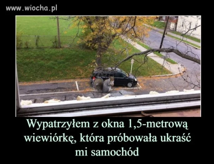 Gryzoń