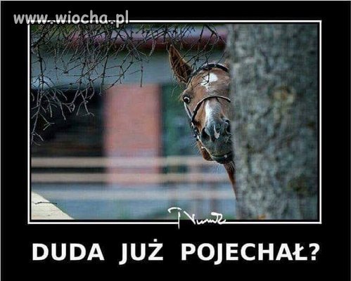 Biedne zwierzę