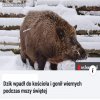 Pewno Opętany