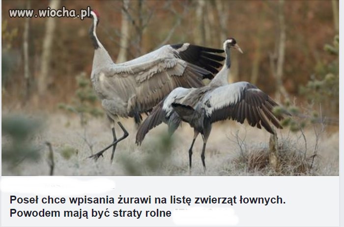 Puszcza, dziki, żurawie