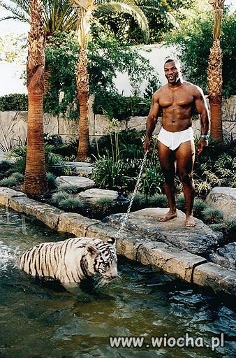 Mike Tyson z białym tygrysem na łańcuchu...