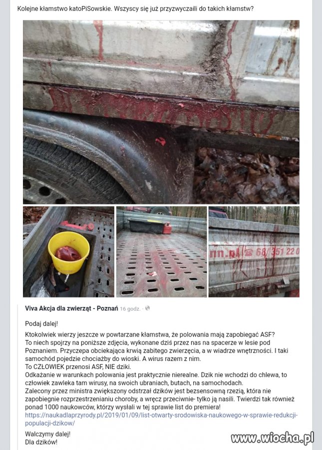 Wirus ASF, teraz to będzie miał się dobrze.