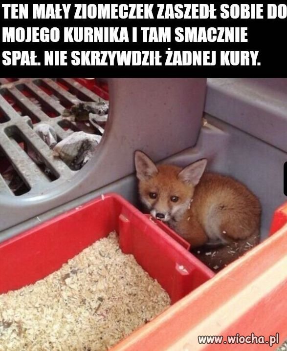 Chciał się tylko