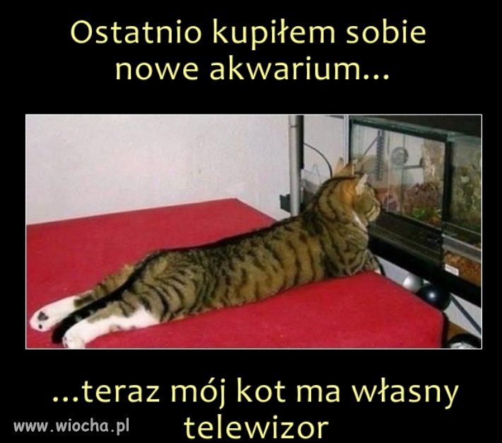 Kupno akwarium
