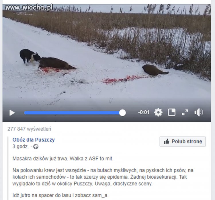 Masakra dzików już trwa