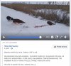 Masakra dzików już trwa