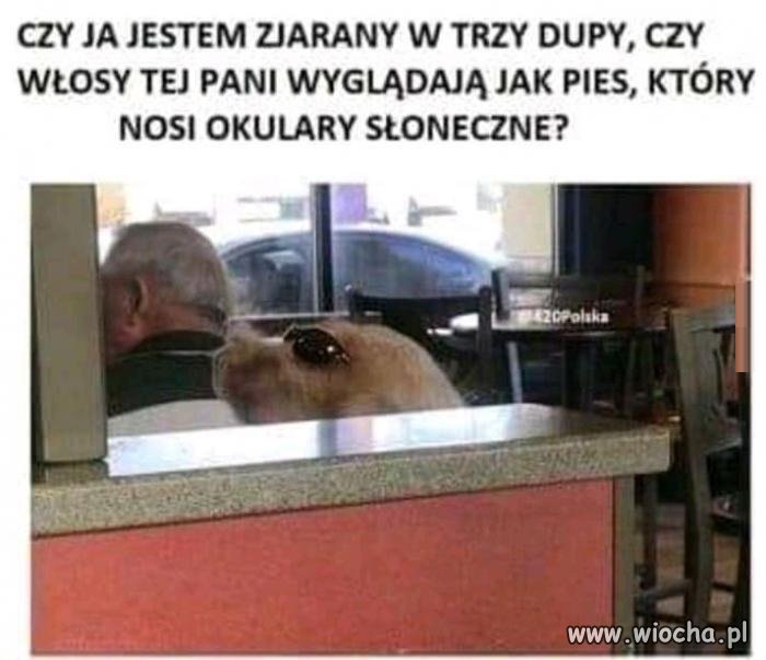 Czekaj, to nie jest pies?!