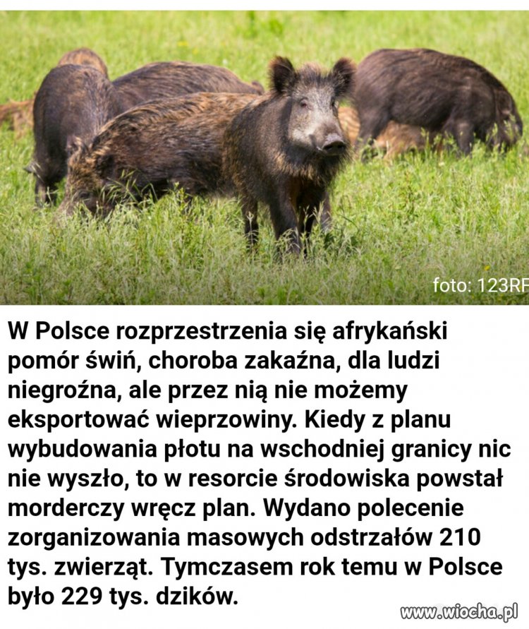 No i jeszcze zagraniczni myśliwi