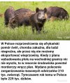 No i jeszcze zagraniczni myśliwi