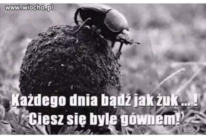 Być jak żuczek 