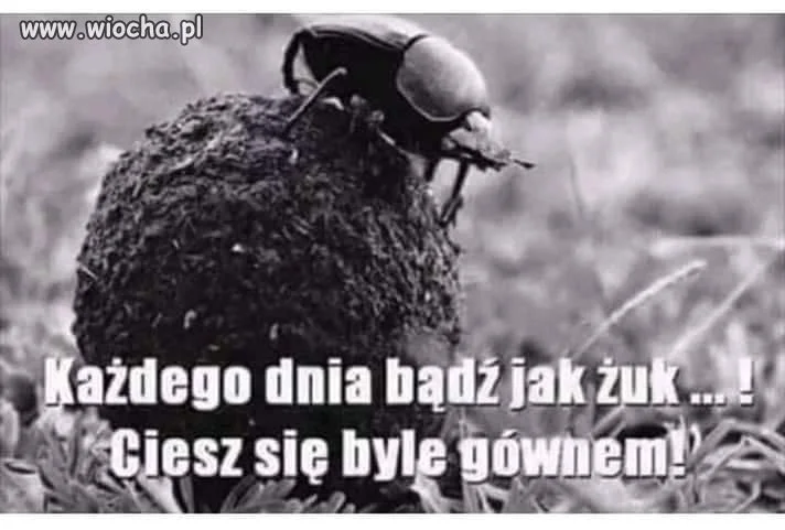 Być jak żuczek 
