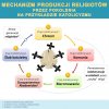 Cykl produkcji katolika