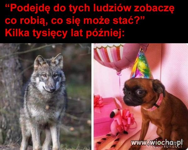 Heheszki