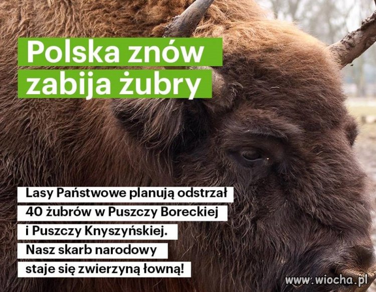 Jednego nie rozumiem