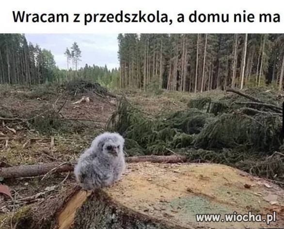 Koledzy pana Szyszki