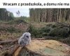 Koledzy pana Szyszki