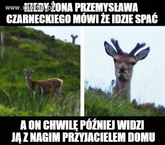 Oj przemuś