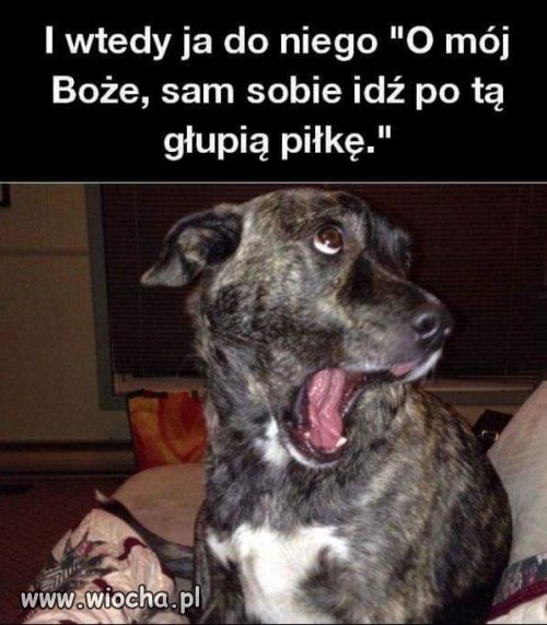 Idź po tą piłkę