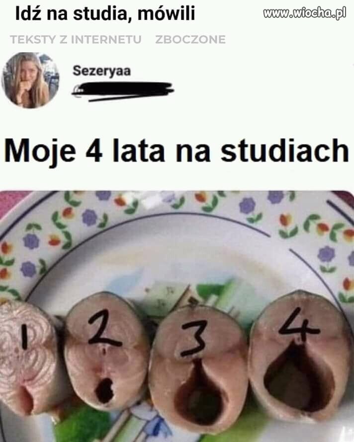 Studia