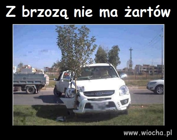 Siła brzozy...